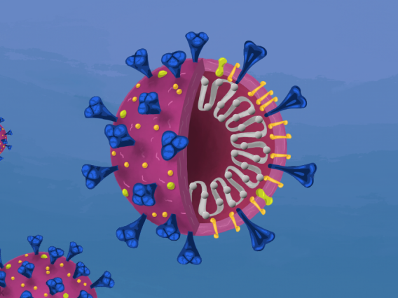 An illustration of the COVID-19 virus