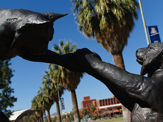 Wildcat statues on the University of Arizona mall.