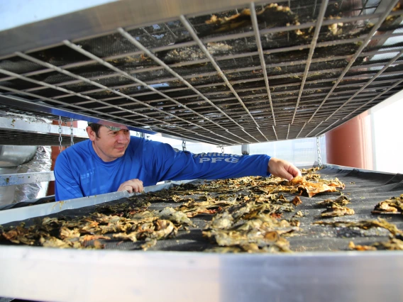 Research technician Hunter Clark examining dried seaweed in the drying tower.