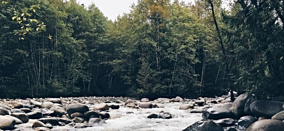 Image of a forest stream