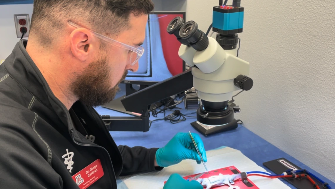 Diego Celdrán-Bonafonte demonstrates the veterinary surgery simulator he developed. 